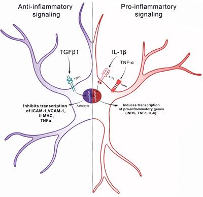 The Role of Astrocytes in the Neurorepair Process